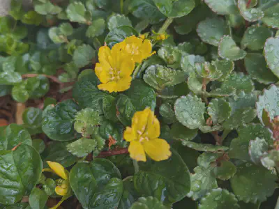 Lysimachia nummularia and sedum spurium