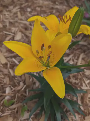 Tiny Bee Asiatic Lily (Tiny Bee Asiatic Lily)