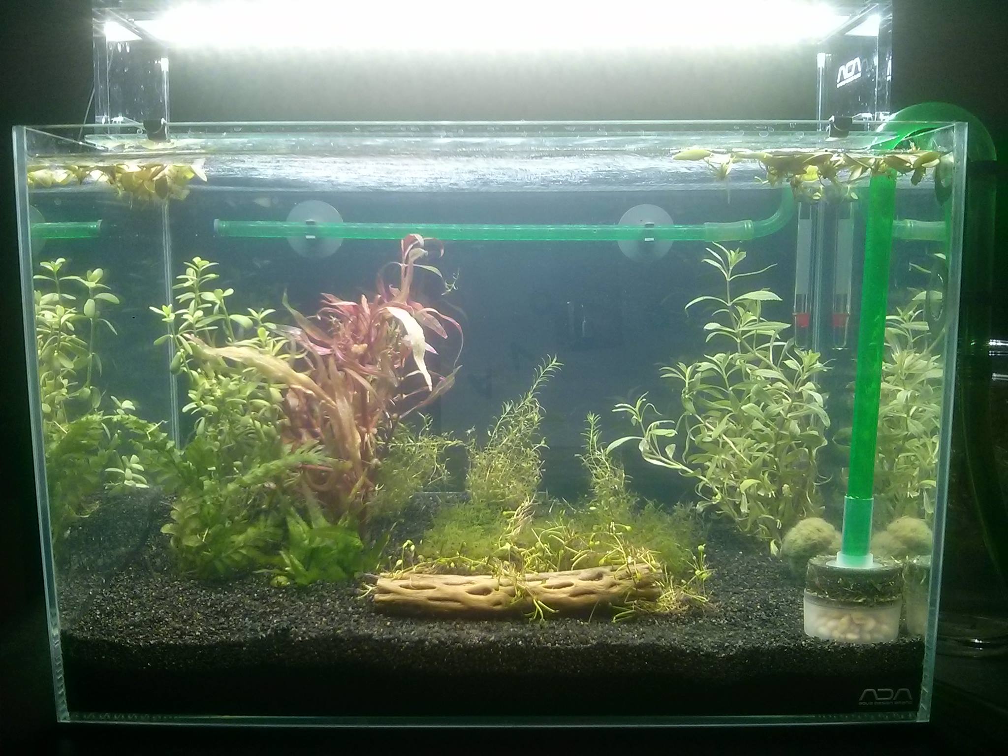 Even more aquarium plants.