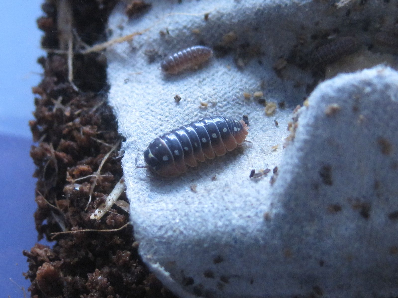 Armadillidium klugii (clown isopod)