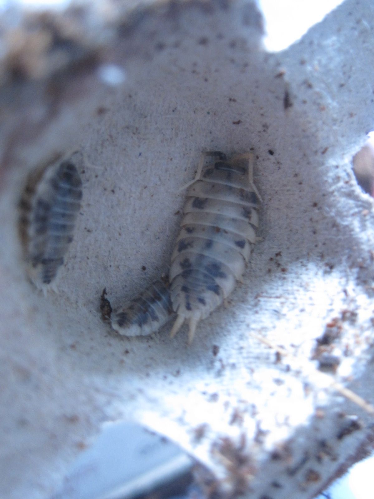 Porcellio laevis (dairy cow isopod)