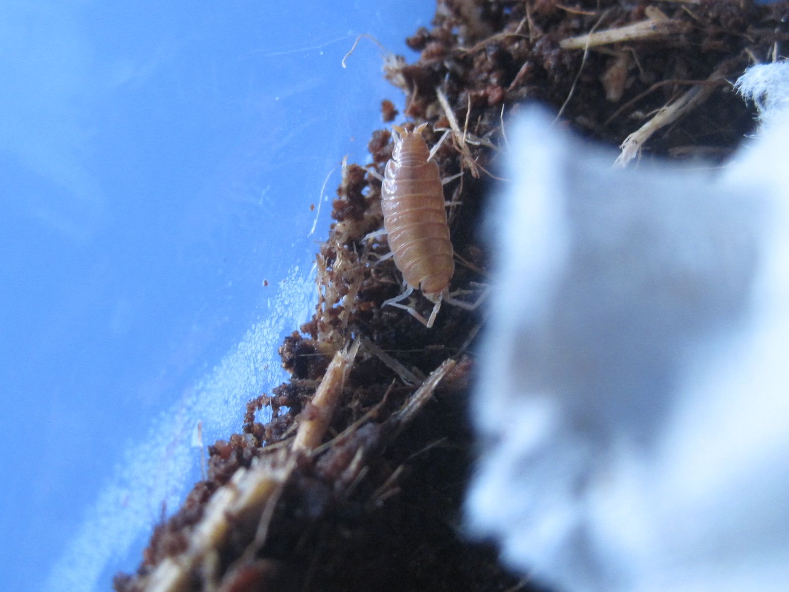 Porcellionides pruinosus (powder orange isopod)