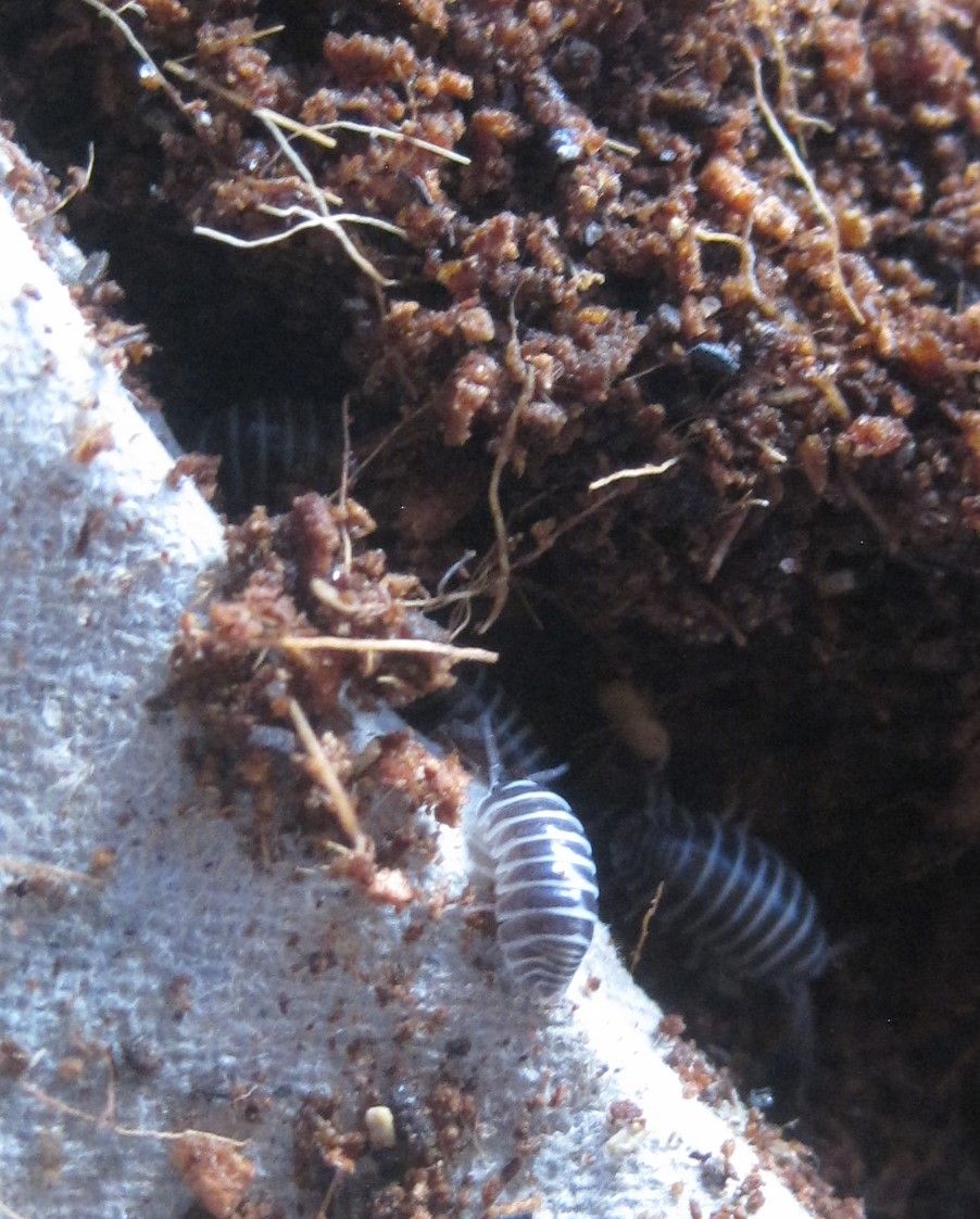 Armadillidium maculatum (zebra isopod)